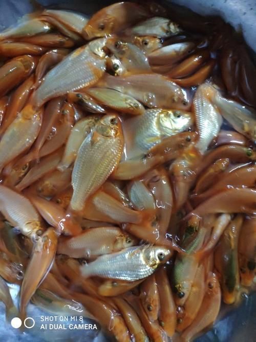 鯉魚苗圖片