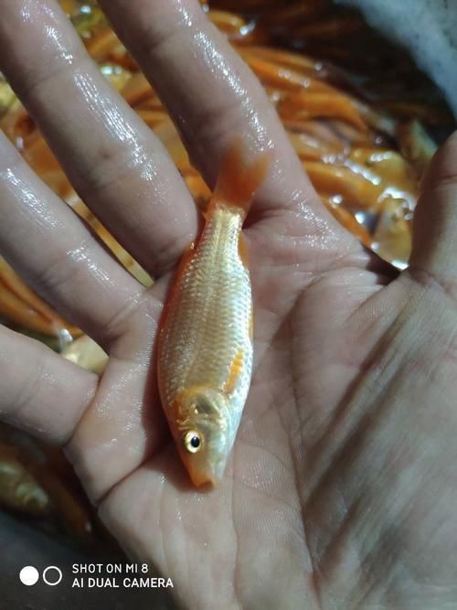 鯉魚苗圖片