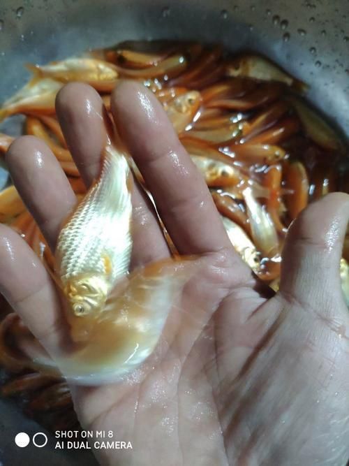 鯉魚苗圖片