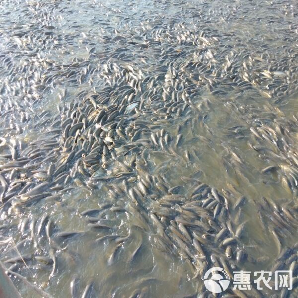 鯉魚苗圖片