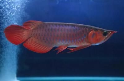 龍魚能承受的最低溫度：龍魚的適宜生長溫度是多少？