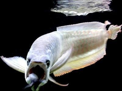 龍魚上游是怎么回事