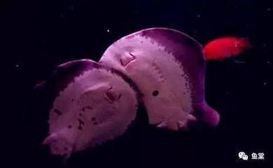 龍魚用必定清會死魚嗎：龍魚使用必定清驅蟲藥時，如果下藥量過多，可能會對魚兒產生影響