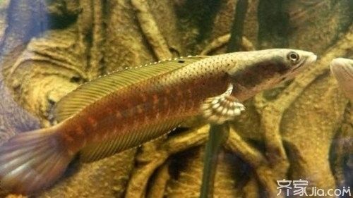 雷龍魚喜歡酸性水質嗎