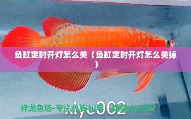 廣州紅龍魚魚苗批發市場地址（廣州紅龍魚魚苗批發市場地址在哪里）