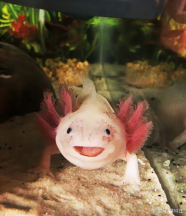 養六角恐龍魚放多少水最好