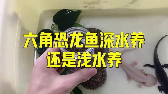 養六角恐龍魚放多少水最好