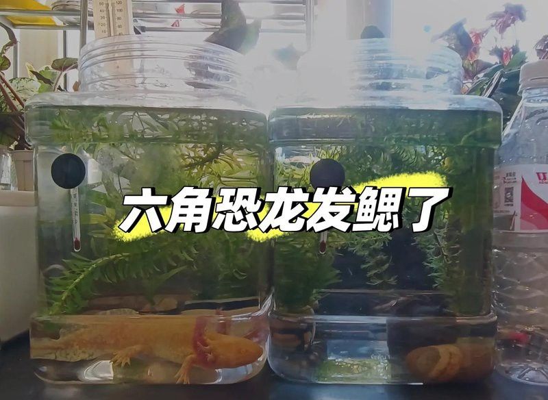養六角恐龍魚放多少水最好