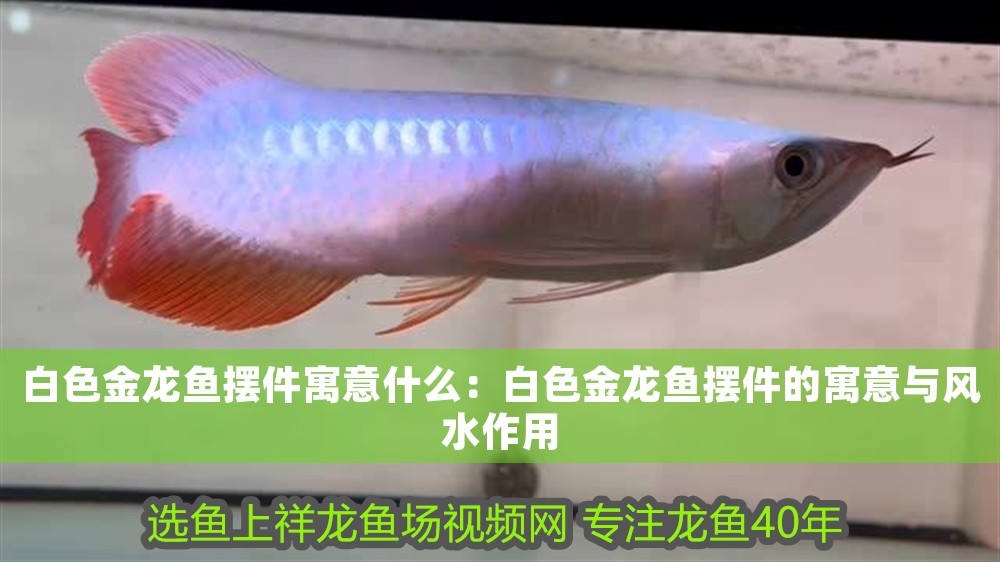 白色金龍魚擺件寓意什么：白色金龍魚擺件的寓意與風水作用 白色金龍魚擺件寓意什么：白色金龍魚擺件的寓意與風水作用 龍魚百科 第1張