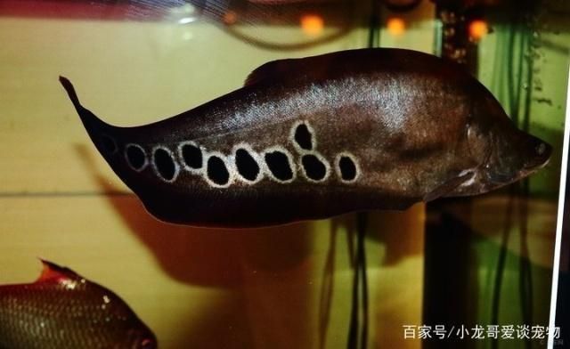 七星刀魚和金龍魚混養(yǎng)：七星刀魚和金龍魚可以混養(yǎng)嗎