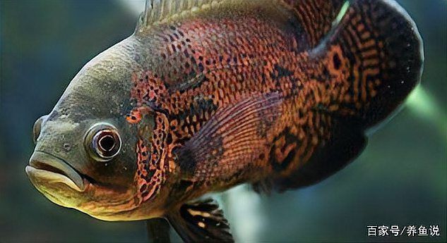 觀賞魚(yú)疾病預(yù)防方法