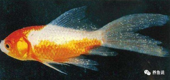 觀賞魚(yú)疾病預(yù)防方法