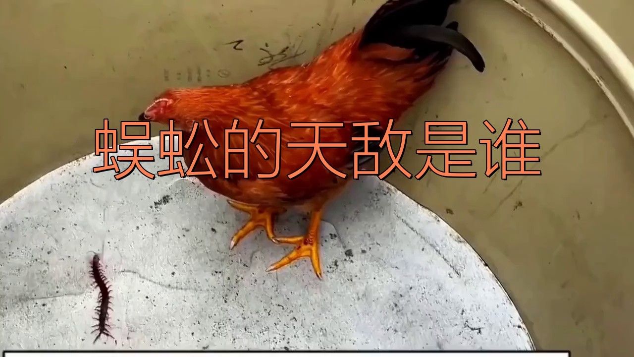 哪種天敵對(duì)紅龍蜈蚣的威脅最大？