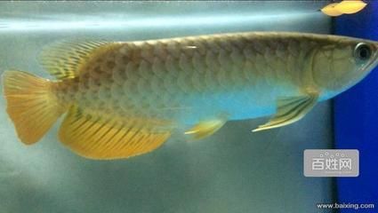 怎樣才能讓金龍魚發色好（為了讓金龍魚展現出最佳體色）