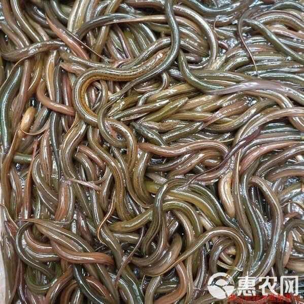鱔魚苗哪有出售