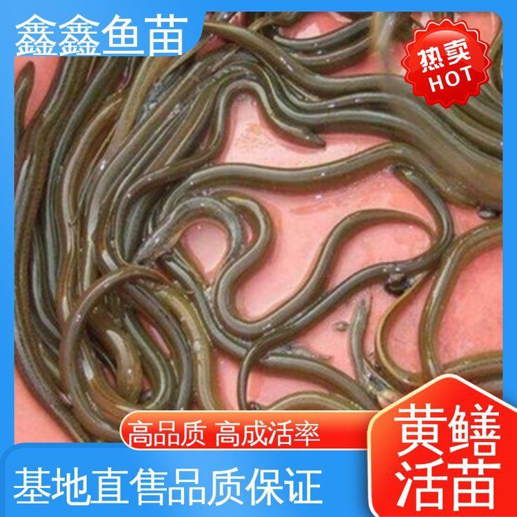 鱔魚苗哪有出售