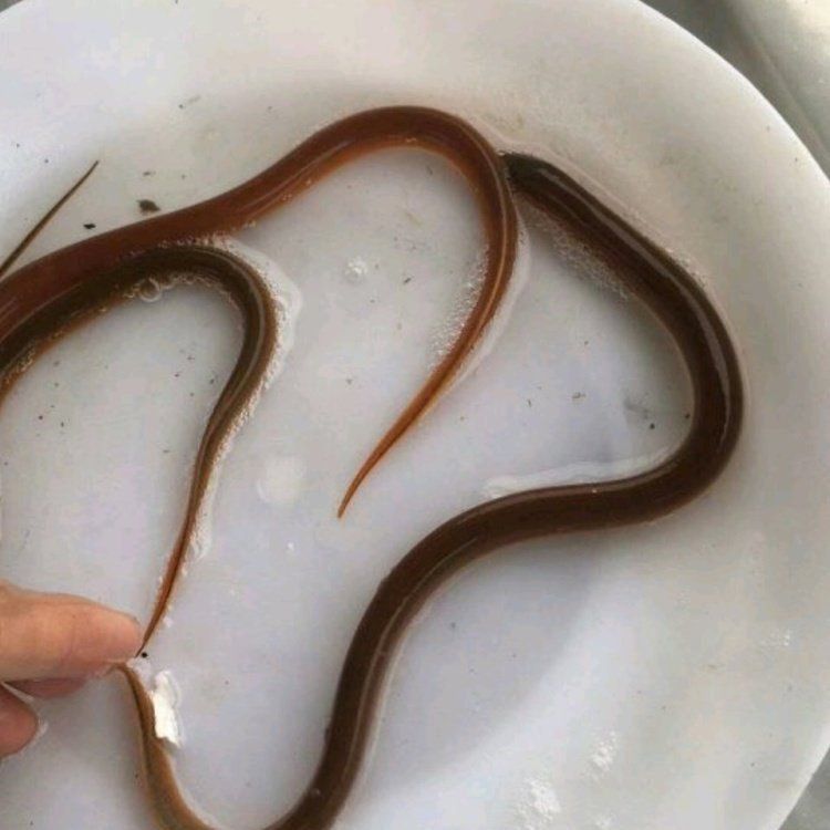 鱔魚苗哪有出售