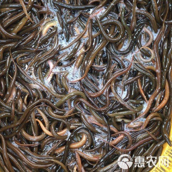 鱔魚苗哪有出售