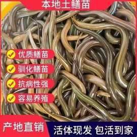 鱔魚苗哪有出售