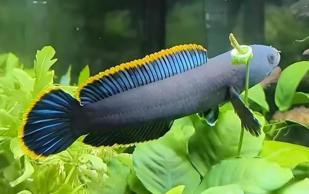 雷龍魚品種大全圖片及名稱