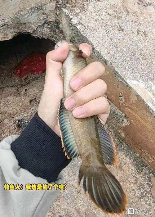 雷龍魚品種大全圖片及名稱