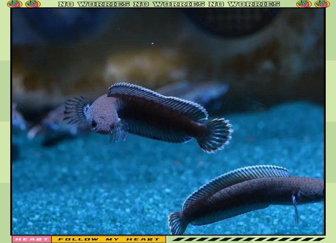 雷龍魚品種大全圖片及名稱