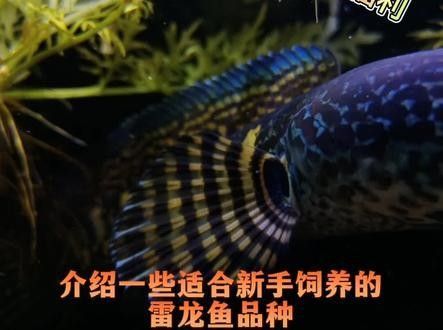 雷龍魚品種大全圖片及名稱