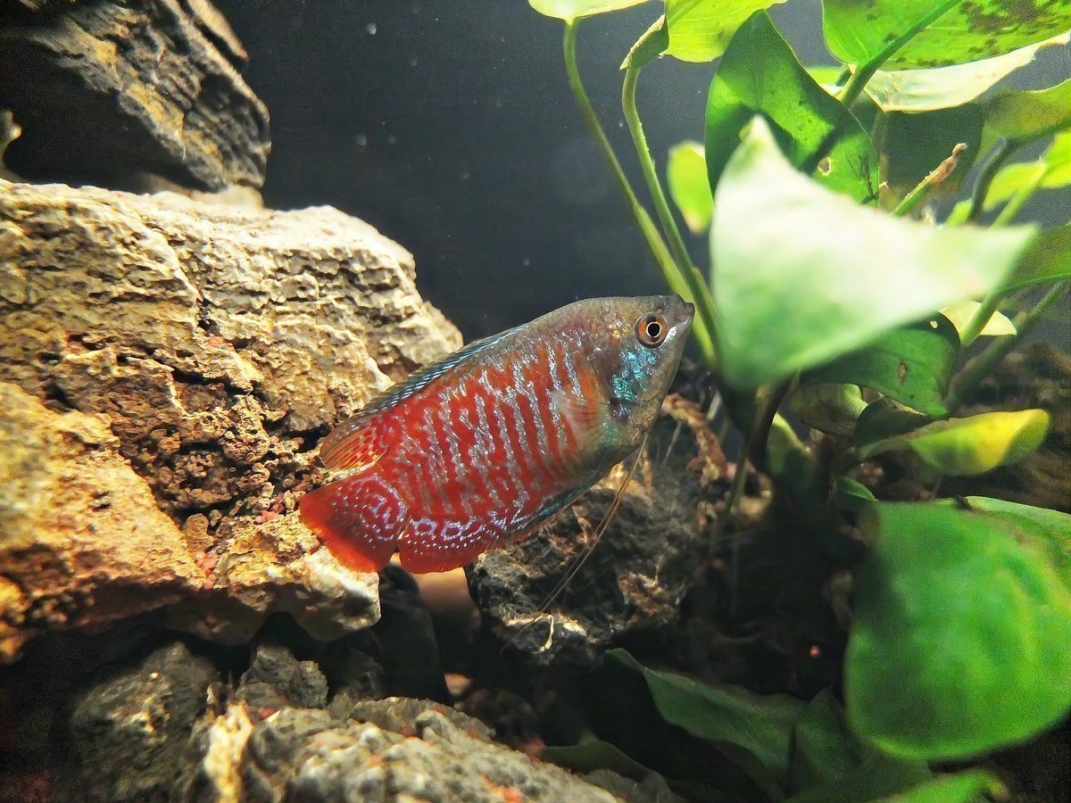 小火龍魚(yú)繁殖