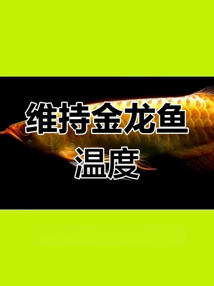金龍魚發色最佳溫度是多少