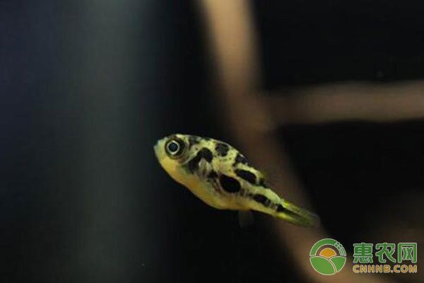 博特魚缸底濾：博龍魚缸底濾安裝全攻略，從選購到調試的詳細指南