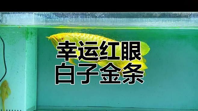 紅眼白子金龍魚