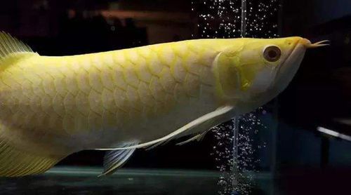 紅眼白子金龍魚