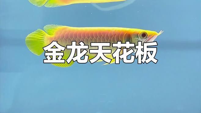 紅眼白子金龍魚