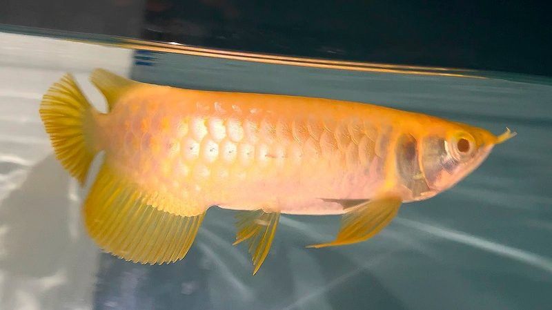 紅眼白子金龍魚