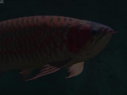 紅眼白子金龍魚