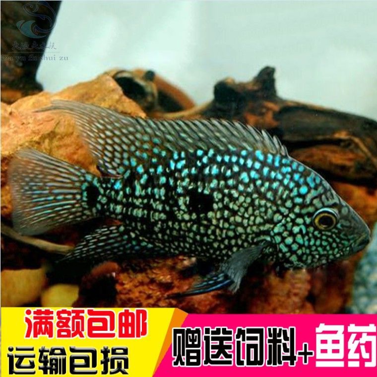 德州豹魚能和龍魚混養嗎？：德州豹魚和龍魚可以混養么？