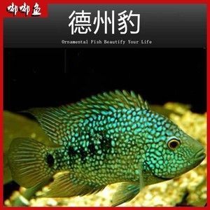 德州豹魚能和龍魚混養嗎？：德州豹魚和龍魚可以混養么？