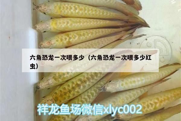 六角恐龍魚飼料一次喂幾粒合適：六角恐龍魚飼料一次喂幾粒合適六角恐龍魚飼料一次喂幾粒