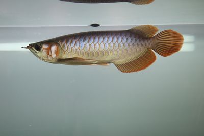 龍魚背部鱗片有棉絮怎么回事：龍魚背部出現棉絮狀物是怎么回事