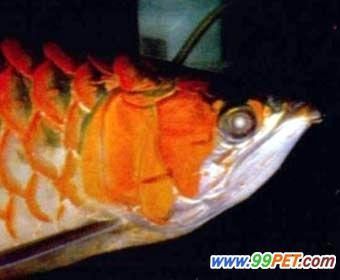 龍魚背部鱗片有棉絮怎么回事：龍魚背部出現棉絮狀物是怎么回事