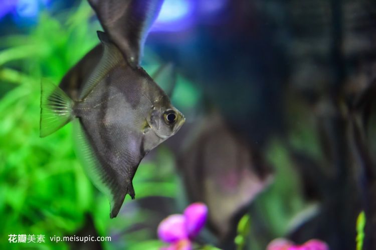 龍魚喂食什么飼料最好吃：關(guān)于龍魚喂食飼料的一些實(shí)踐