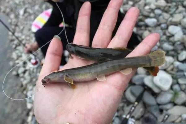 泥鰍喂龍魚好不好：泥鰍喂龍魚好不好，飼養者可以采取一些處理措施