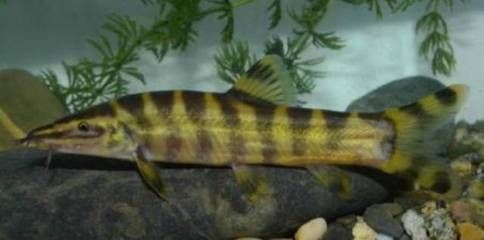 泥鰍喂龍魚好不好：泥鰍喂龍魚好不好，飼養者可以采取一些處理措施