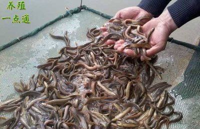 泥鰍喂龍魚好不好：泥鰍喂龍魚好不好，飼養者可以采取一些處理措施