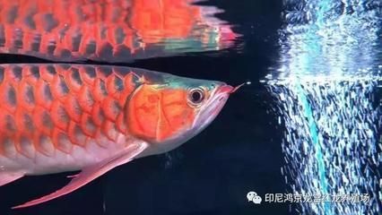 龍魚需要陽光嗎？：龍魚需要陽光直射嗎龍魚需要陽光直射嗎