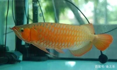 龍魚需要陽光嗎？：龍魚需要陽光直射嗎龍魚需要陽光直射嗎