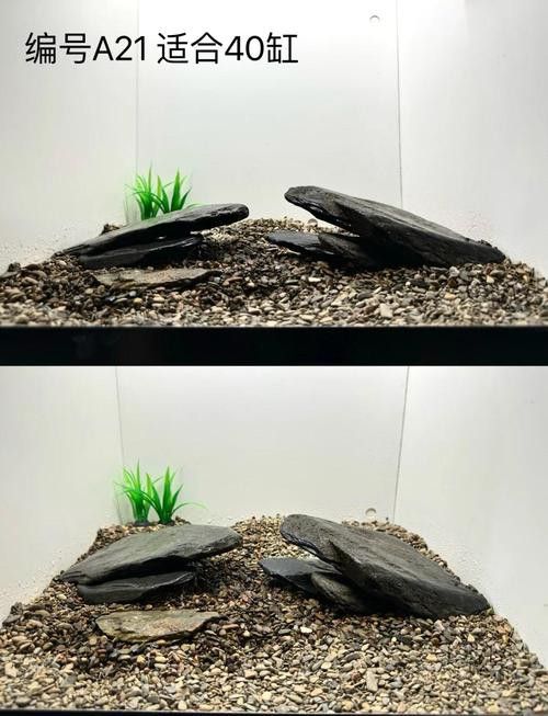 金龍魚巴西亞混養(yǎng)