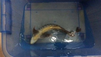 龍魚鰭有白點