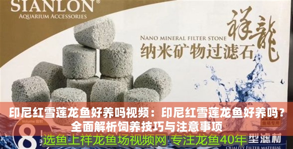 印尼紅雪蓮龍魚好養嗎視頻：印尼紅雪蓮龍魚好養嗎？全面解析飼養技巧與注意事項