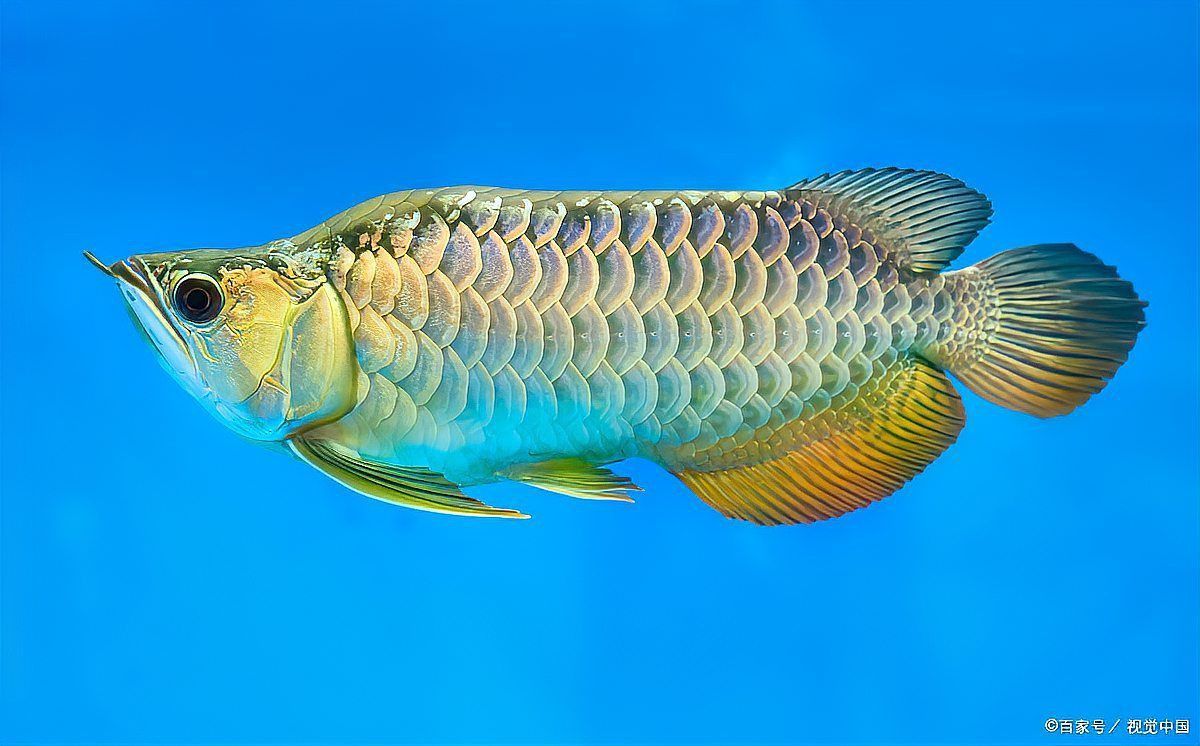 龍魚有什么講究